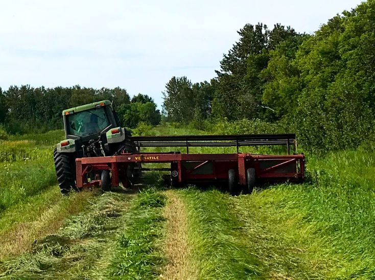 cutting hay from pasture for beef cattle at hillview livestock farm