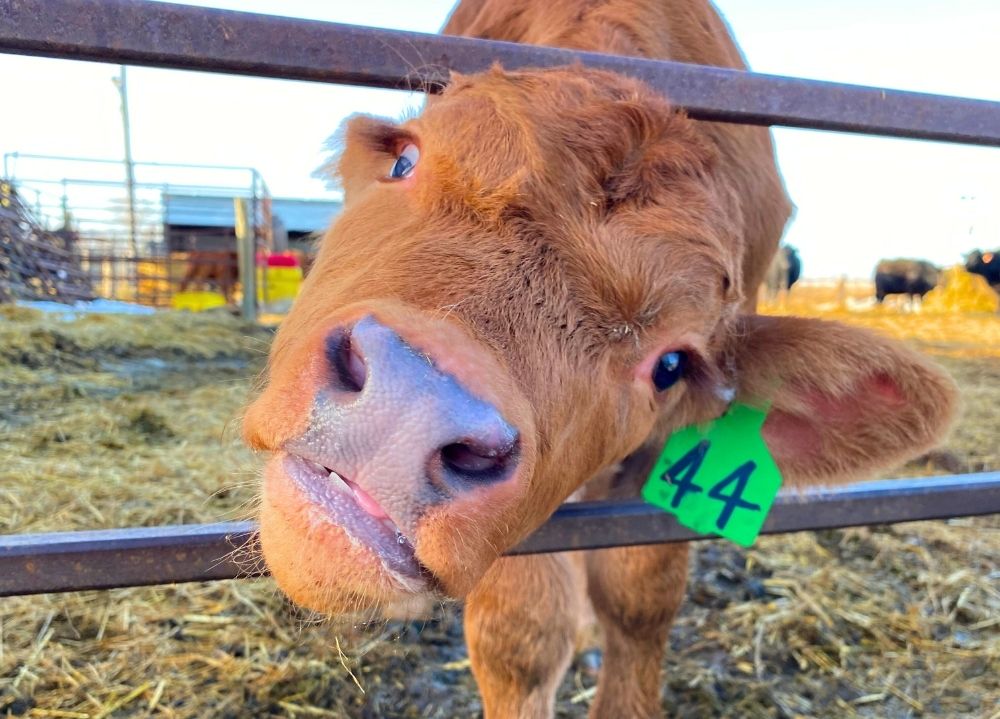 friendly calf at Hillview Livestock