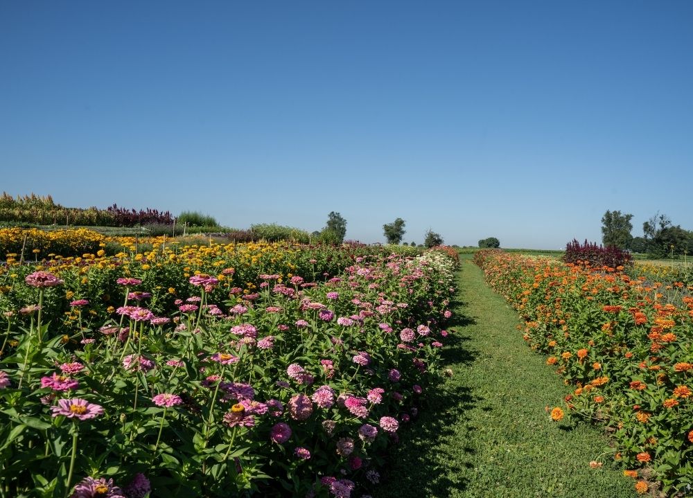 Flower Garden