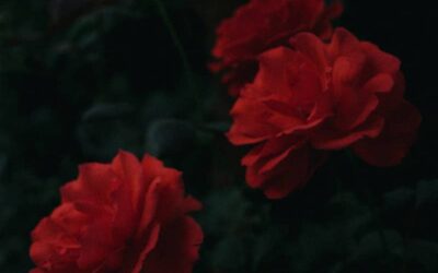 A Garden Update – Learning as We Grow