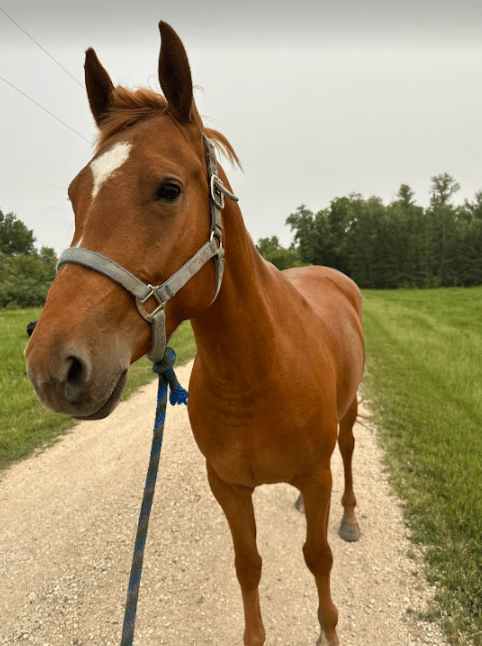 A little farm update: water, horses, and holiday help