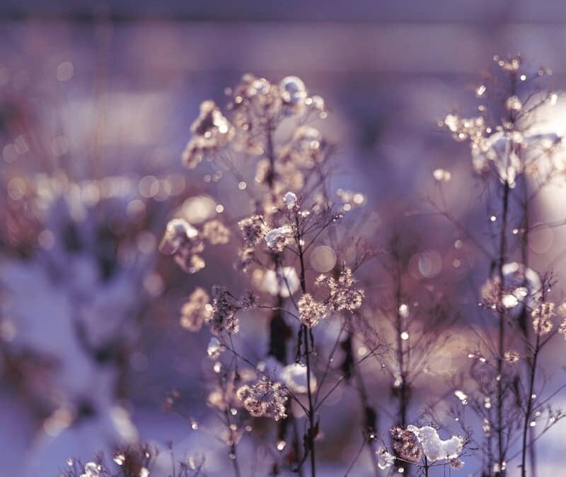 Stocking up, winter feeding, and a special holiday offer