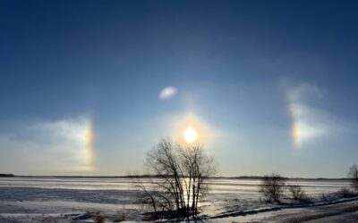 Smart Pigs, Silly Farmers