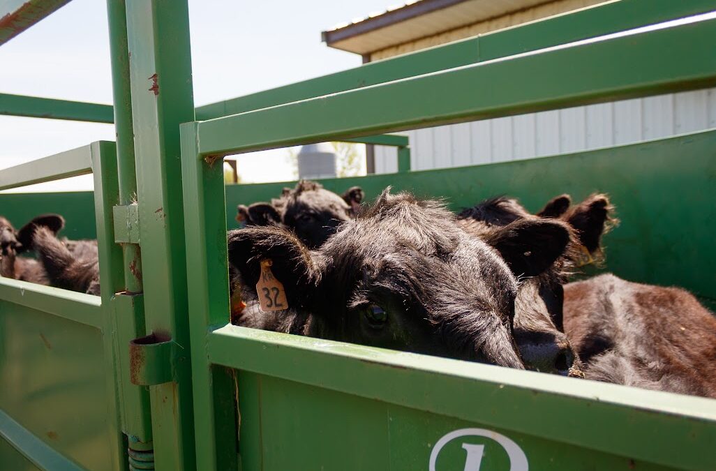 What “Raised With Care” Actually Means on Our Farm