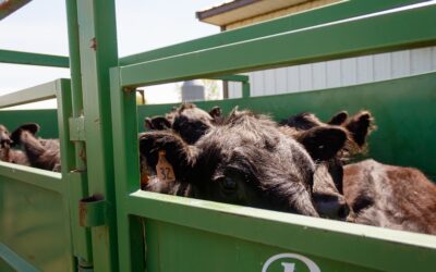 What “Raised With Care” Actually Means on Our Farm