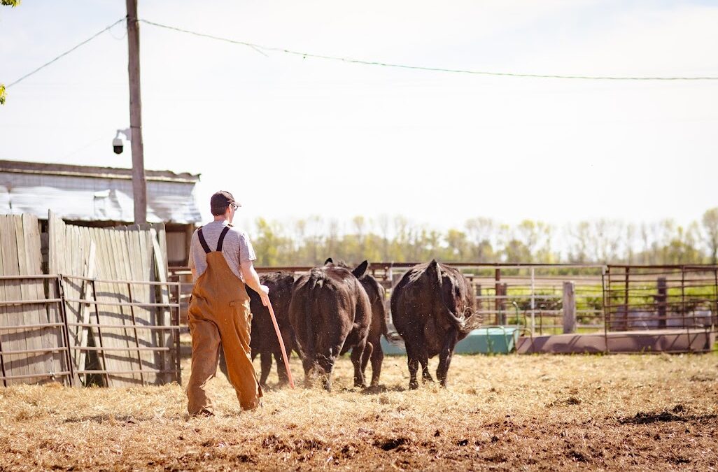 Cattle being moved through a pen at Hillview Livestock