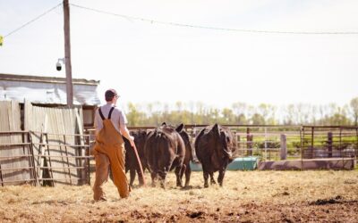 Selling Meat Directly: What We Had to Learn Beyond Raising Cattle