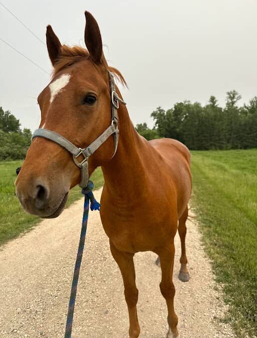 Hillview Livestock born and raised horse