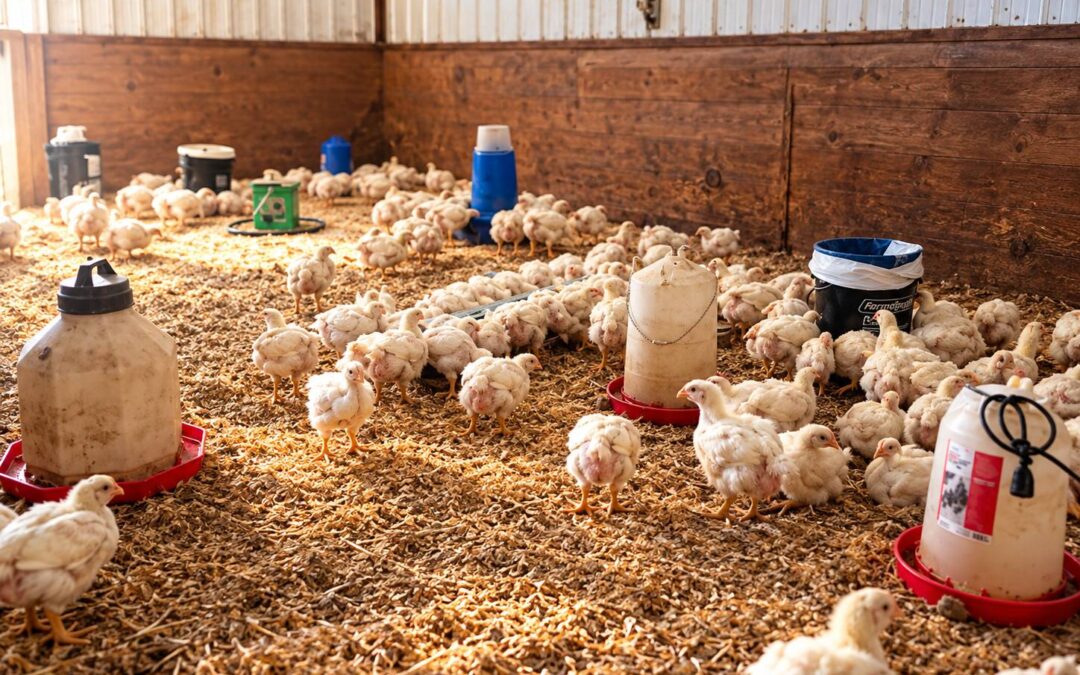 We changed the plan for our last 30 chickens